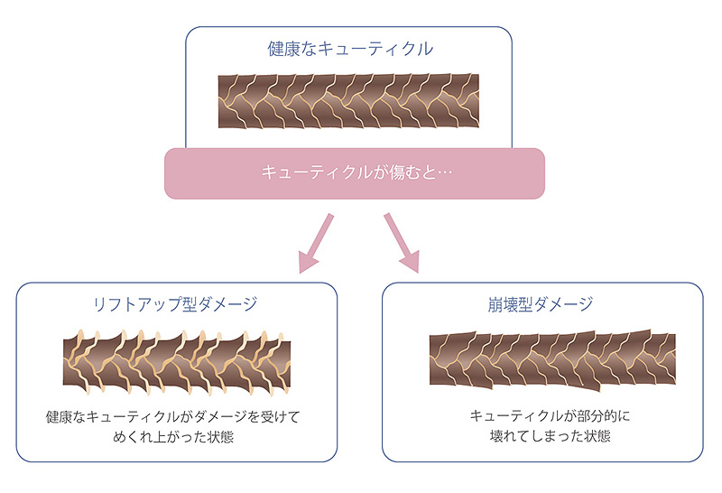 キューティクルダメージ図