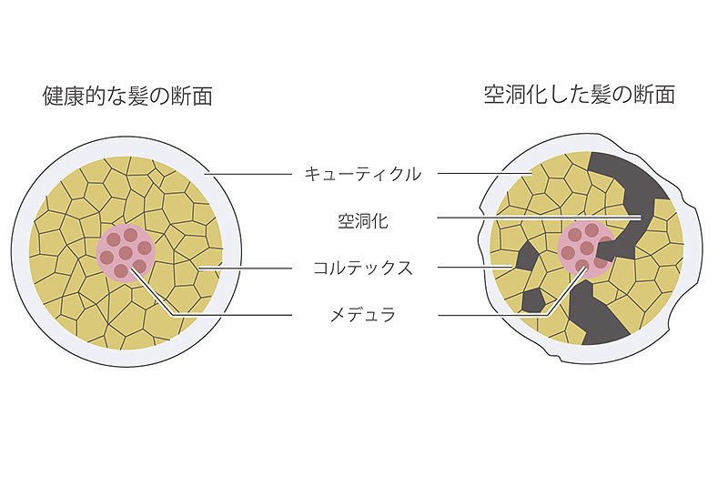 髪内部ダメージホール比較