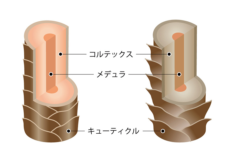 髪表面のキューティクルダメージ