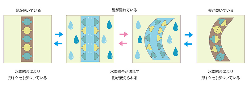 髪の水分量比較