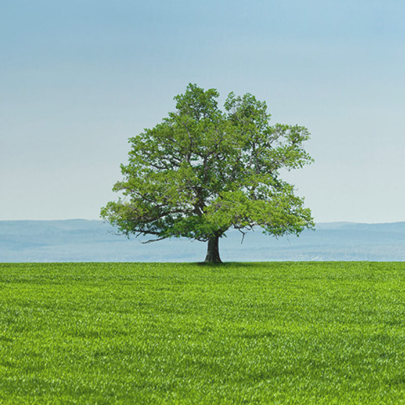 環境に優しい石鹸